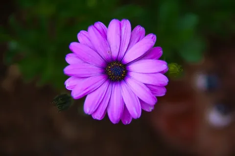 紫色菊花花朵摄影图片 紫色菊花花朵摄影图片