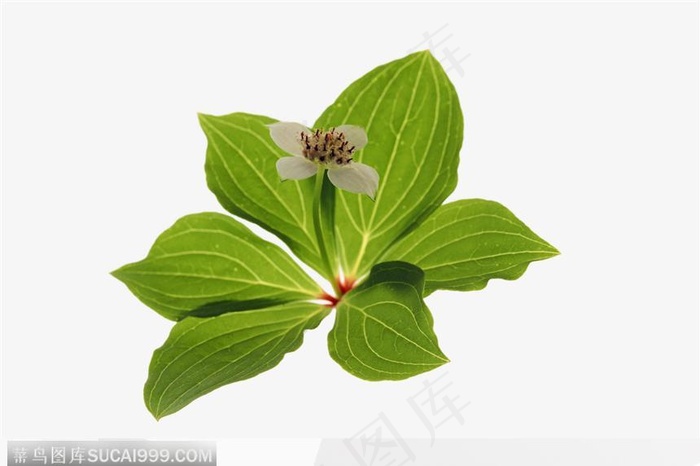 叶片标本（植株）