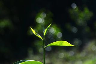 茶叶叶片背景图