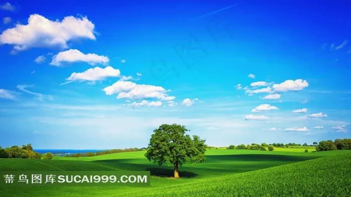 蓝天白云下的大树自然风景图片