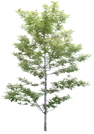 高清树木素材 免抠PSD植物素材 美术绘画园林贴图 树草灌木花草