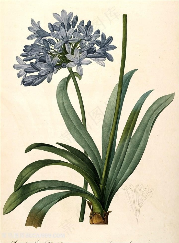 高清水彩手绘花卉插画