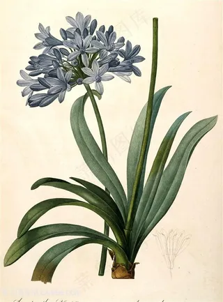 高清水彩手绘花卉插画