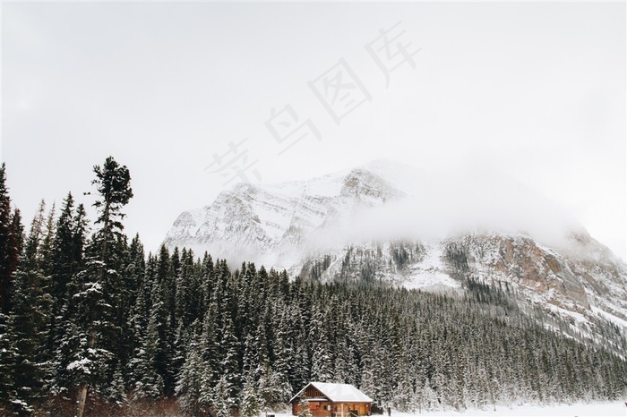 冬季白雪覆盖的树林摄影大图