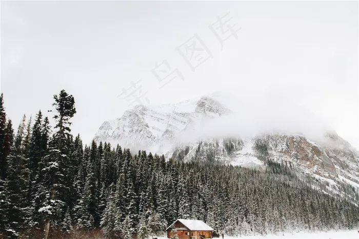 冬季白雪覆盖的树林摄影大图