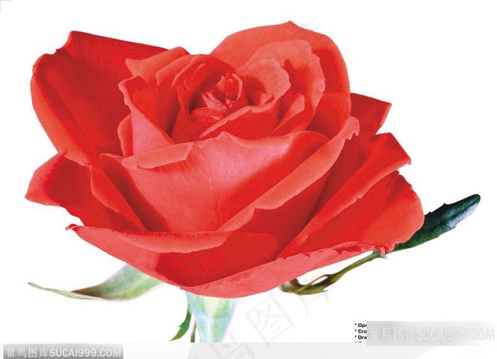 玫瑰花束-红色玫瑰花花朵特写