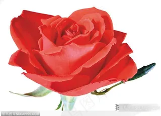 玫瑰花束-红色玫瑰花花朵特写