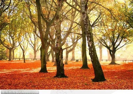 金色秋天落叶高清电脑壁纸