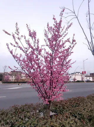 梅花 桃花 樱花