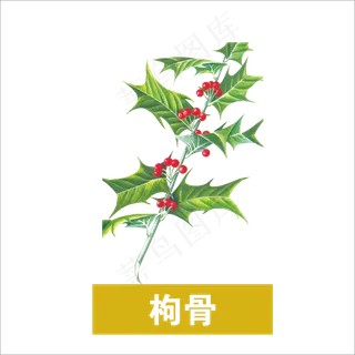 手绘草本中药药材枸骨