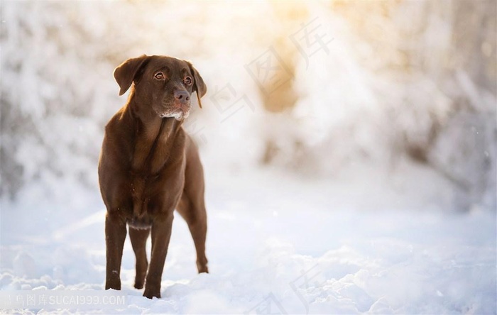 高清雪地里的拉多拉多狗狗图片
