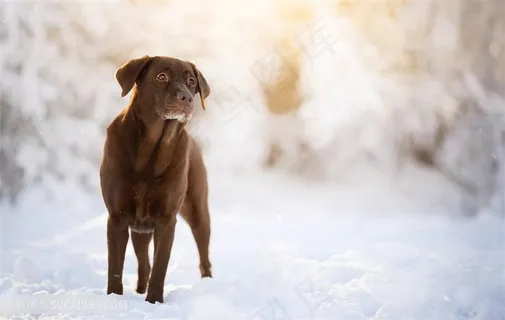 高清雪地里的拉多拉多狗狗图片
