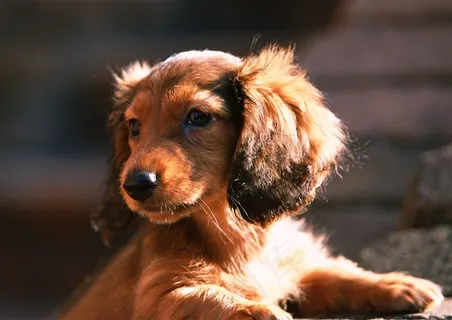 狗狗脸图片素材