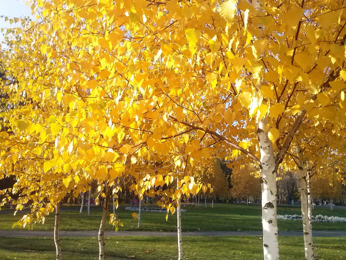 金黄色树叶的树图片