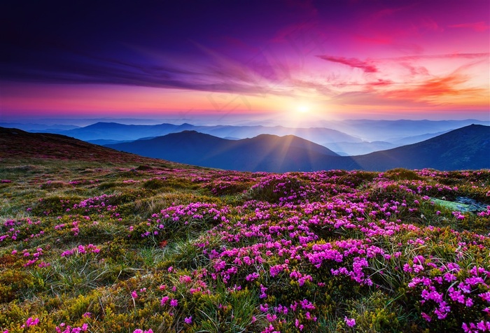 夕阳下山坡上的鲜花高清图片