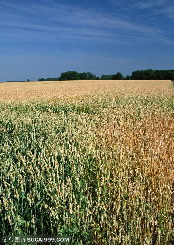 平原草原-成熟的麦子
