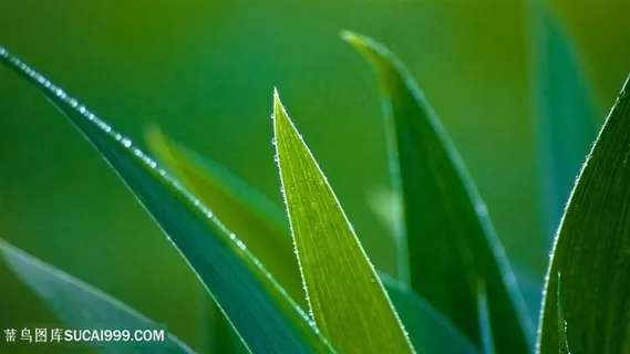 唯美绿色树叶壁纸