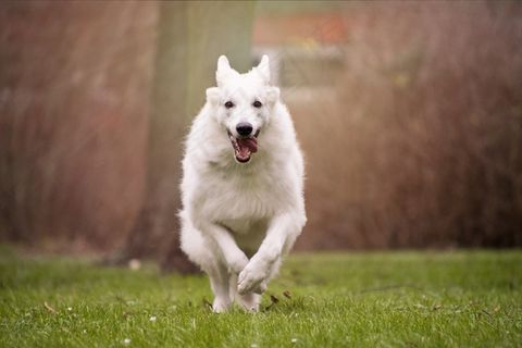白色狗狗奔跑图片