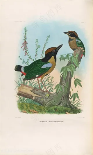 高清唯美站在树枝上的两只小鸟油画图片