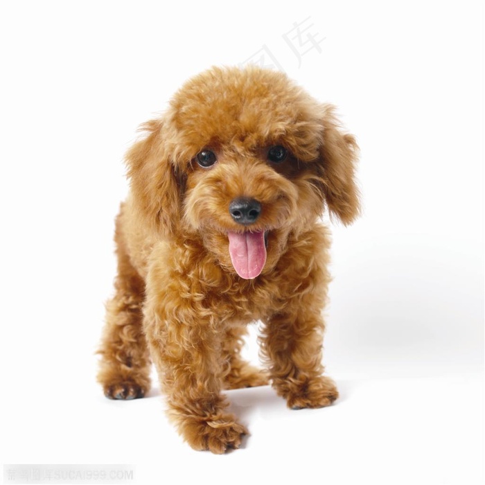 小型犬-棕色的可爱小狗
