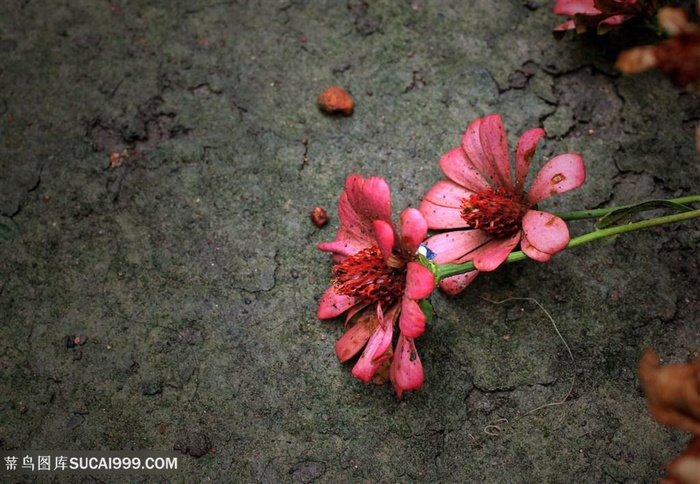 美丽花朵背景素材