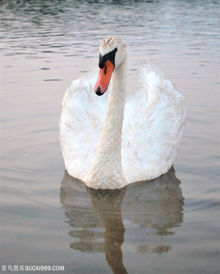 正面高清天鹅素材