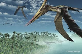 翅膀恐龙尖嘴龙