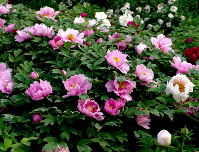 高清牡丹花图片下载