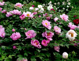 高清牡丹花图片下载