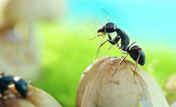昆虫系列微距蚂蚁图片