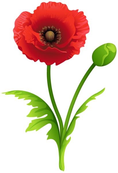 罂粟花 PNG免抠(410x600)