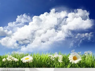 美丽天空-蓝天下的水仙花