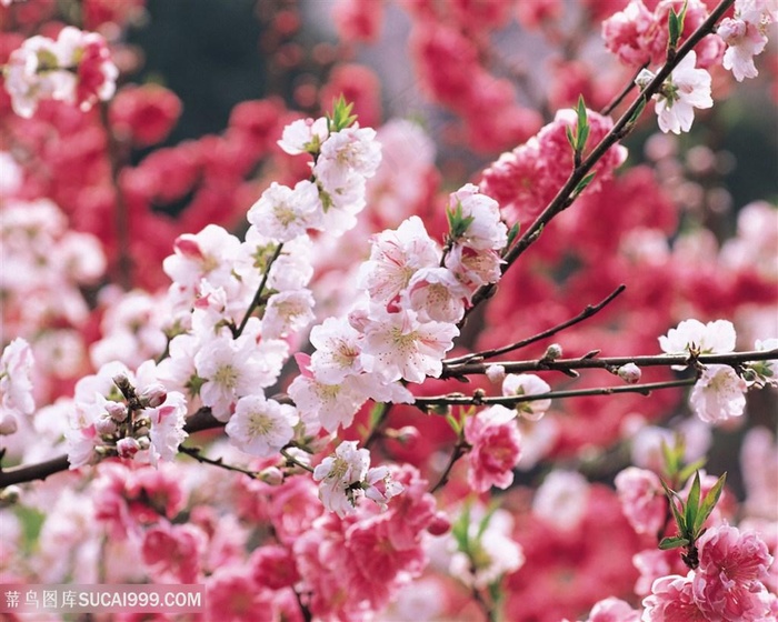 高清满树枝头桃花鲜花图片