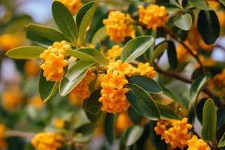 金桂树枝摄影图 