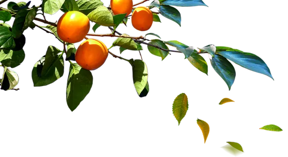 橘子树装扮