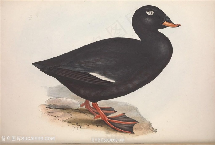 欧洲鸟高清手绘横版装饰画