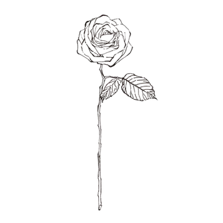 线条草本花卉手绘植物-玫瑰花3