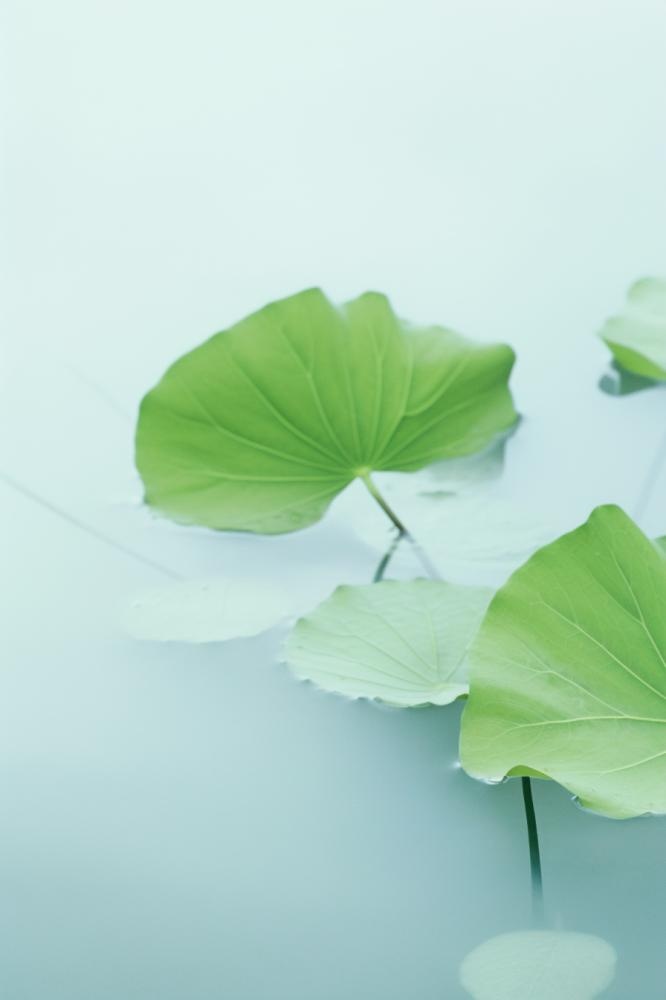 荷叶简约清新淡绿色海报背景
