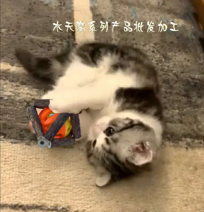 小猫戏耍风球psd模版下载