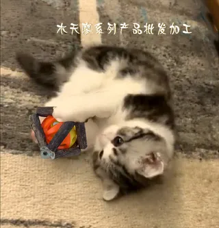小猫戏耍风球