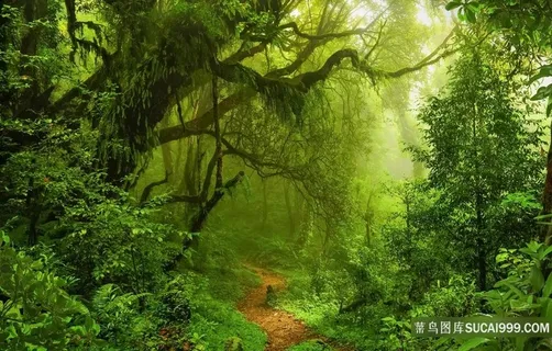 唯美森林风景图片 唯美森林风景图片