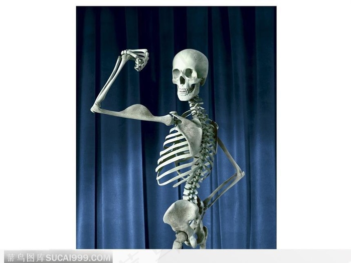 健美的骨架