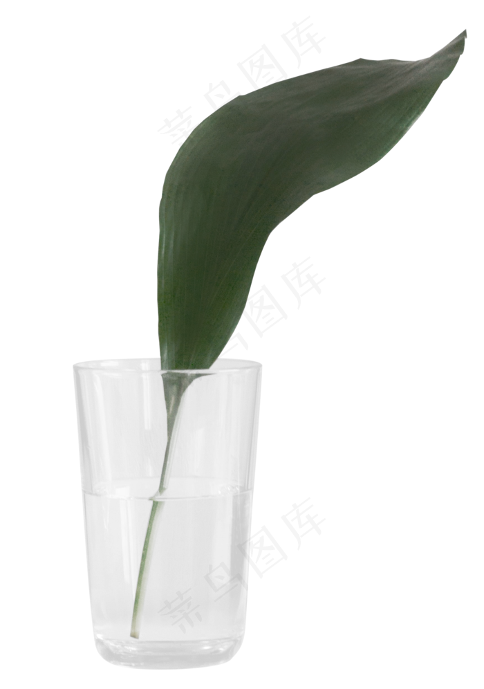 带绿叶的水杯