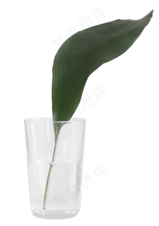 带绿叶的水杯