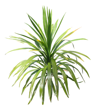 高清树木素材 免抠PSD植物素材 美术绘画园林贴图 树草灌木花草