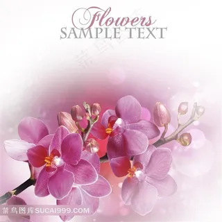 雅室兰香蝴蝶兰 雅室兰香蝴蝶兰