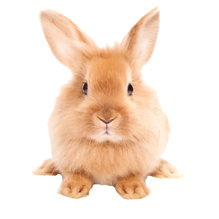 可爱兔子动物