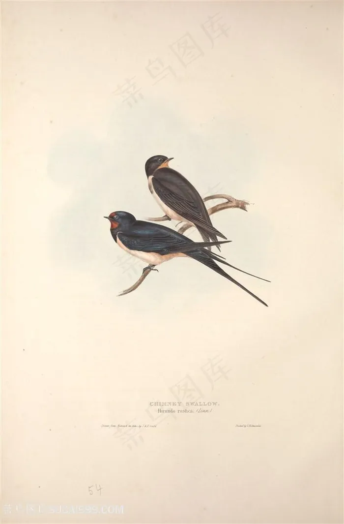 时尚复古手绘鸟儿插画素材