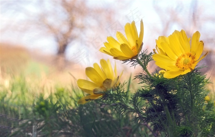 黄色野菊花图片