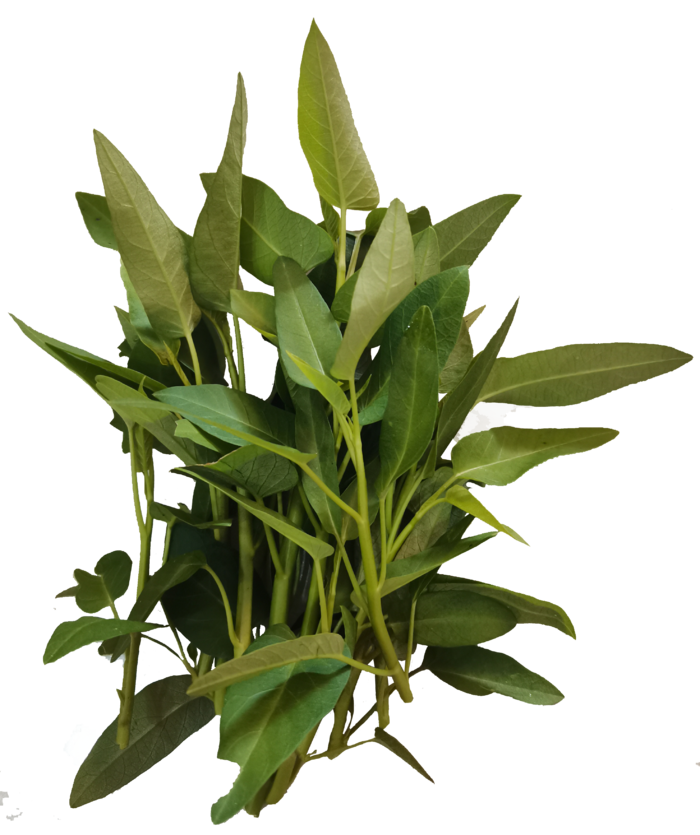 空心菜水旺菜阳台蔬菜免抠实拍实物摄影元素素材